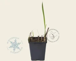 Crocosmia masoniorum