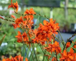 Crocosmia masoniorum