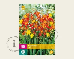Crocosmia Mix - knol