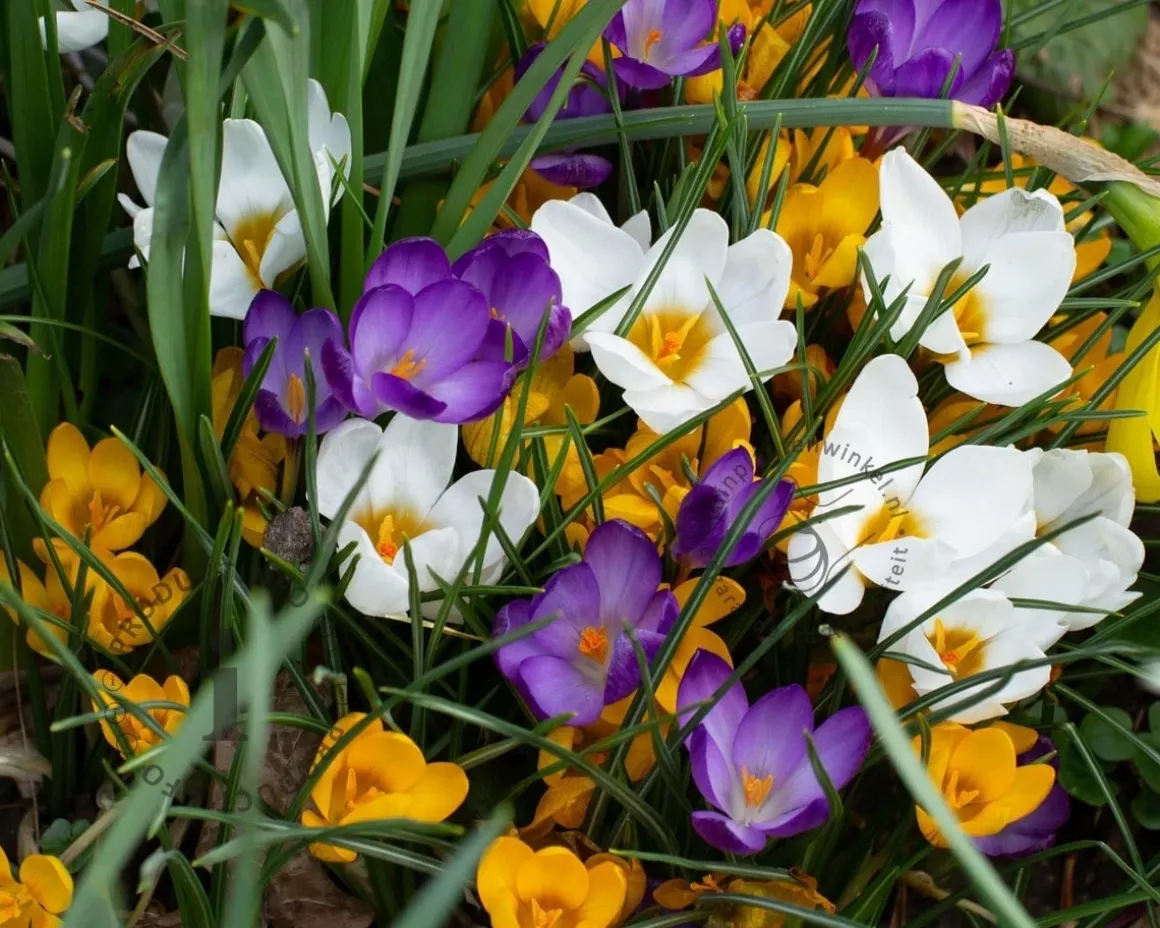 Crocus Botanisch Mix