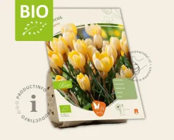 Crocus chrysanthus 'Romance' - BIO