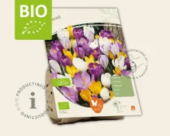 Crocus Mix - BIO