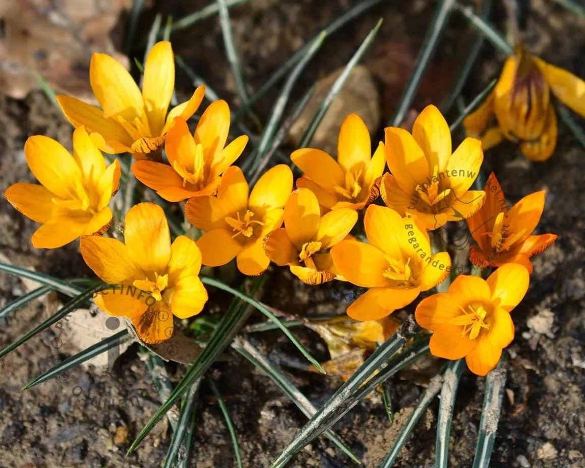 Crocus 'Orange Monarch'