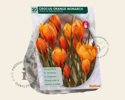 Crocus 'Orange Monarch'