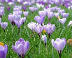 Crocus 'Pickwick' Grootbloemig Gestreept