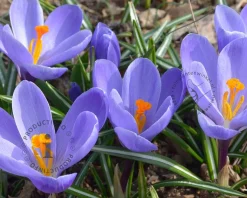 Crocus 'Remembrance' Grootbloemig Blauw