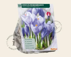 Crocus 'Remembrance' Grootbloemig Blauw