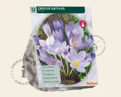 Crocus sativus