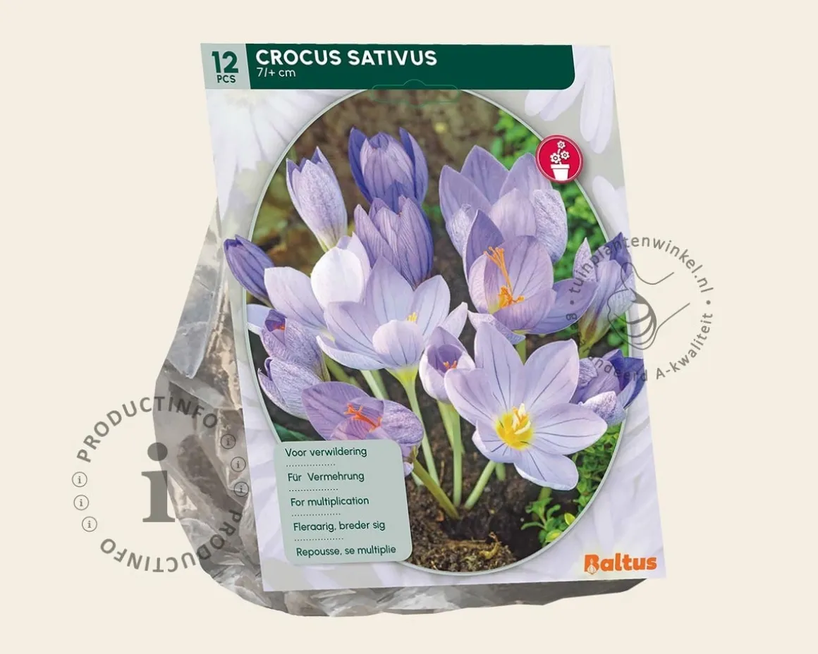 Crocus sativus