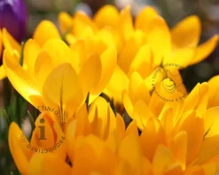 Crocus vernus Grootbloemig Geel