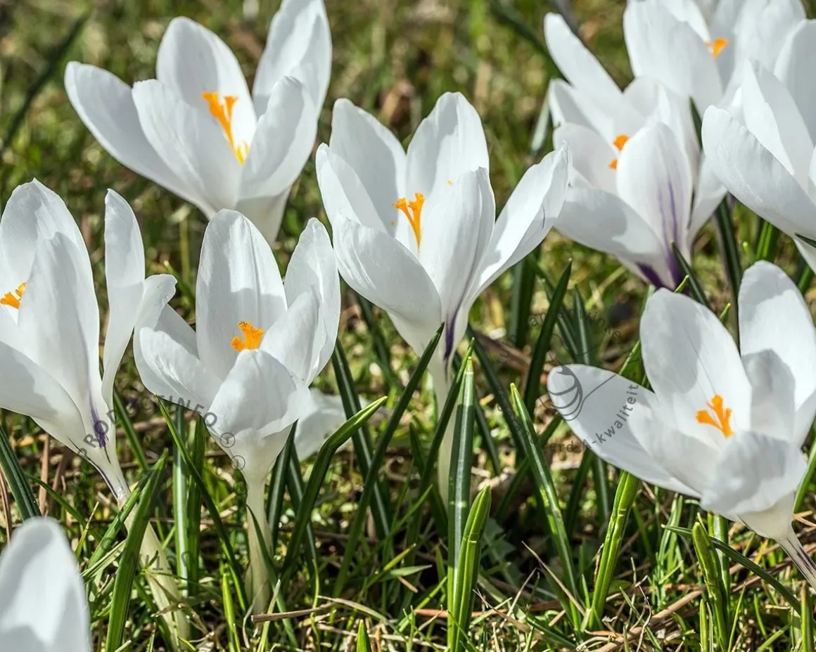 Crocus vernus 'Jeanne d'Arc' Grootbloemig Wit
