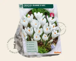 Crocus vernus 'Jeanne d'Arc' Grootbloemig Wit