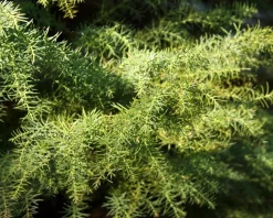 Cryptomeria japonica 'Elegans Viridis' - 40 cm stam