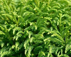 Cryptomeria japonica 'Globosa Nana' - 40 cm stam