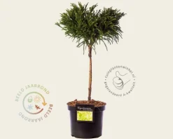 Cryptomeria japonica 'Globosa Nana' - 40 cm stam