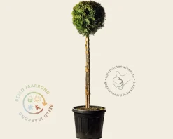 Cupressocyparis leylandii - bol op stam