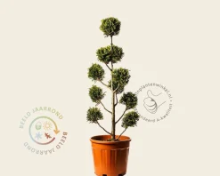 Cupressocyparis leylandii 'Castlewellan Gold' - pompon