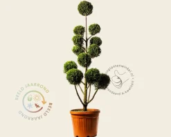 Cupressocyparis leylandii 'Castlewellan Gold' - pompon