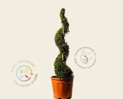 Cupressocyparis leylandii 'Castlewellan Gold' - spiraal