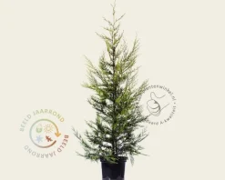 Cupressocyparis leylandii 'Castlewellan Gold' - in pot
