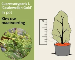Cupressocyparis leylandii 'Castlewellan Gold' - in pot