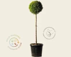 Cupressocyparis leylandii 'Castlewellan Gold' - bol op stam