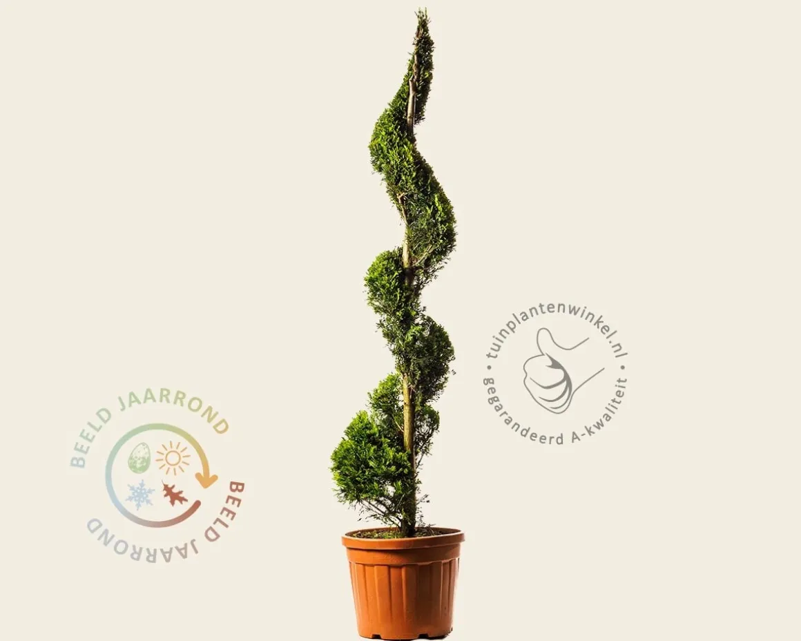 Cupressocyparis leylandii 'Gold Rider' - spiraal