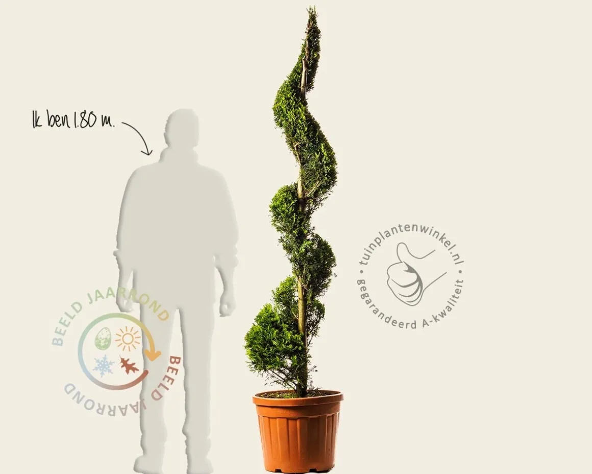 Cupressocyparis leylandii 'Gold Rider' - spiraal