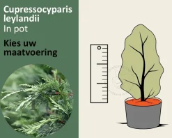 Cupressocyparis leylandii - in pot