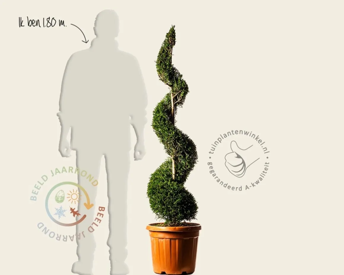 Cupressocyparis leylandii - spiraal