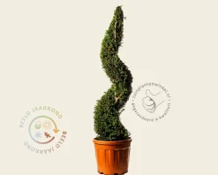 Cupressocyparis leylandii - spiraal