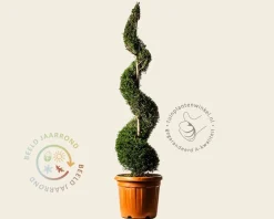 Cupressocyparis leylandii - spiraal