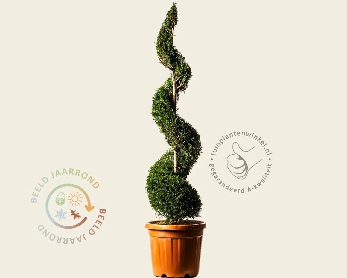 Cupressocyparis leylandii - spiraal