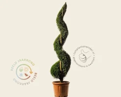 Cupressocyparis leylandii - spiraal