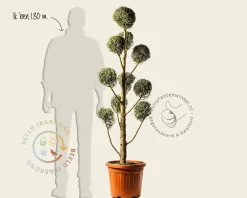Cupressus arizonica 'Fastigiata' - pompon