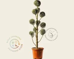 Cupressus arizonica 'Fastigiata' - pompon