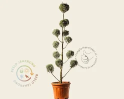 Cupressus arizonica 'Fastigiata' - pompon