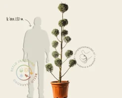Cupressus arizonica 'Fastigiata' - pompon