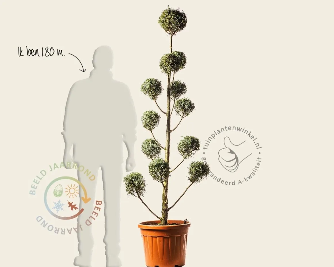 Cupressus arizonica 'Fastigiata' - pompon