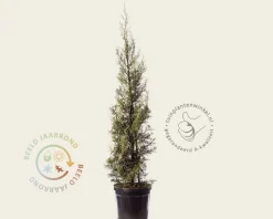 Cupressus arizonica 'Fastigiata'