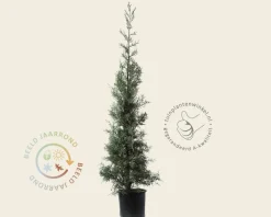 Cupressus arizonica 'Fastigiata'