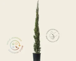 Cupressus sempervirens 'Pyramidalis'