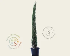 Cupressus sempervirens 'Pyramidalis'