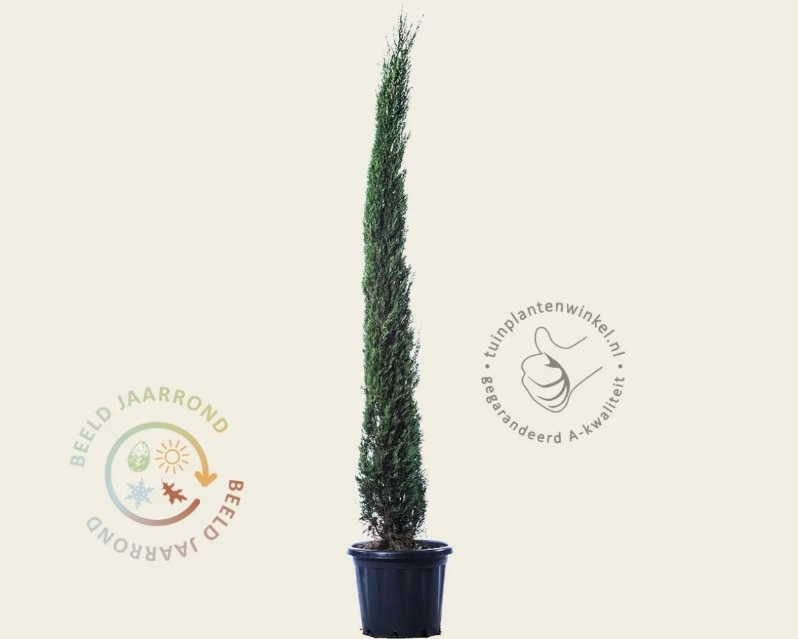 Cupressus sempervirens 'Pyramidalis'