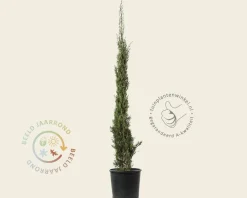 Cupressus sempervirens 'Pyramidalis'