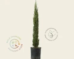 Cupressus sempervirens 'Pyramidalis'