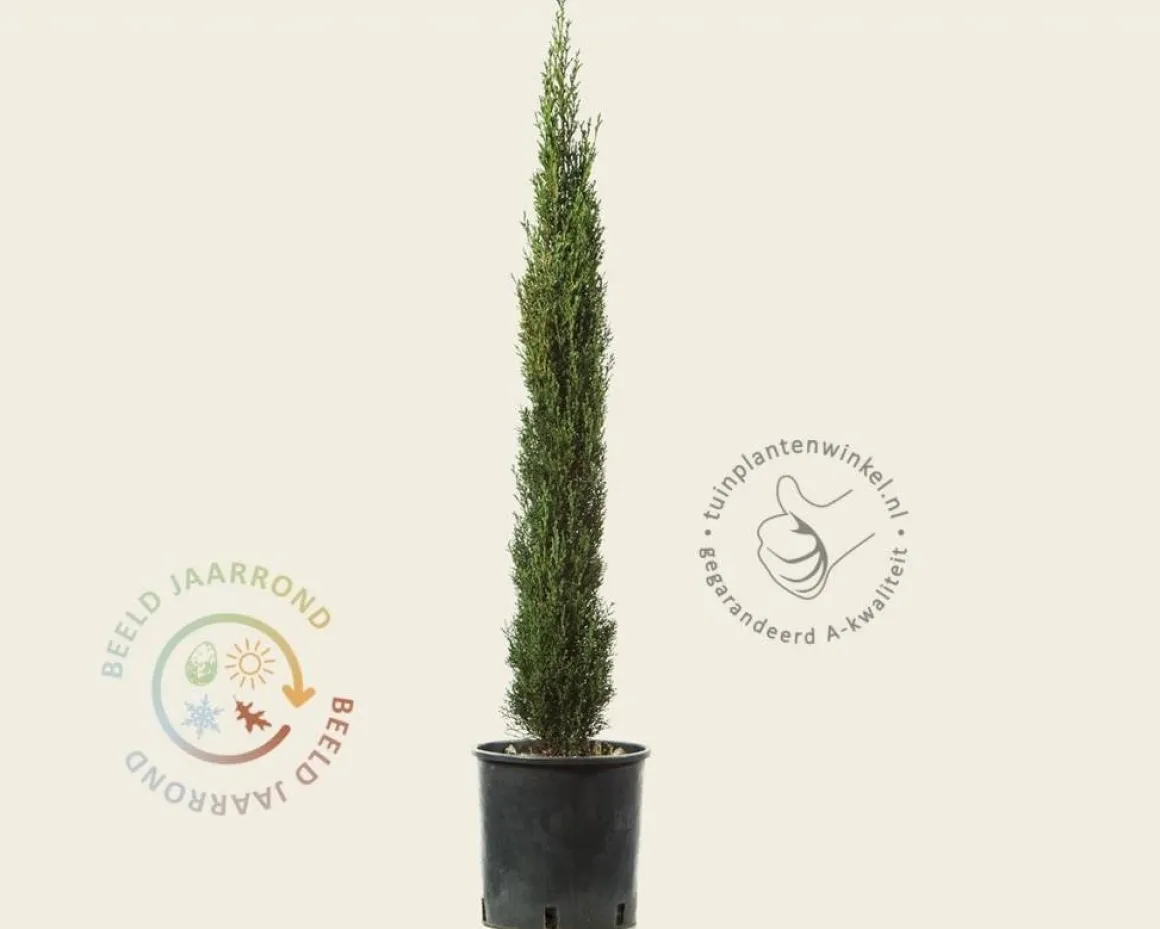Cupressus sempervirens 'Pyramidalis'