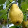 Cydonia oblonga 'Vranja' - laagstam