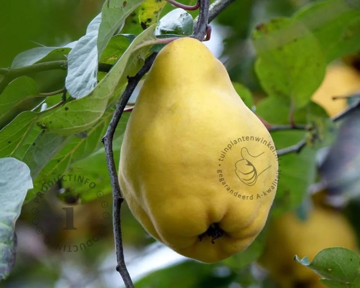Cydonia oblonga 'Vranja' - laagstam