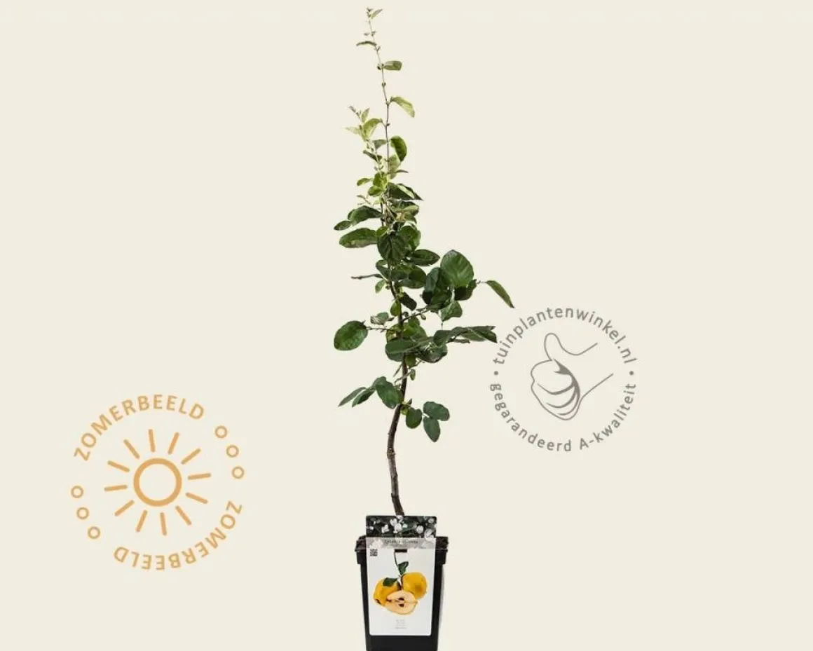 Cydonia oblonga 'Vranja' - mini